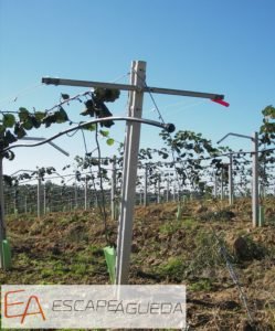 Pomar zona de Belazaima Águeda