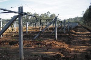 fotos de armação para kiwis