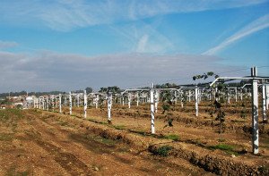 fotos de armação para kiwis - terreno
