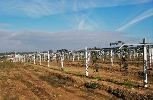 fotos de armação para kiwis - terreno