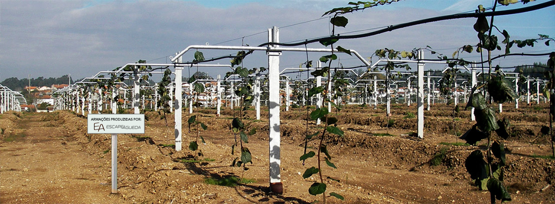 ARMAÇÃO PARA CULTIVO KIWIS MONTADA